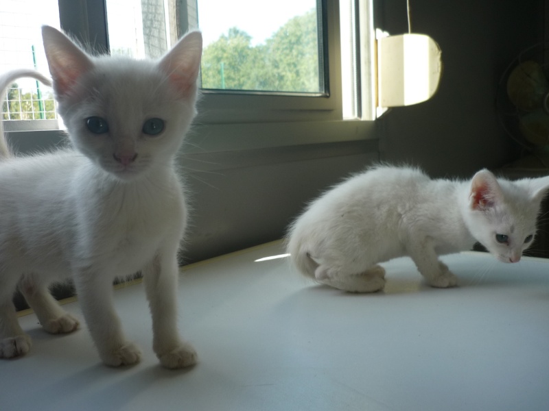 Chatons blancs aux yeux bleus à l'adoption P1050711