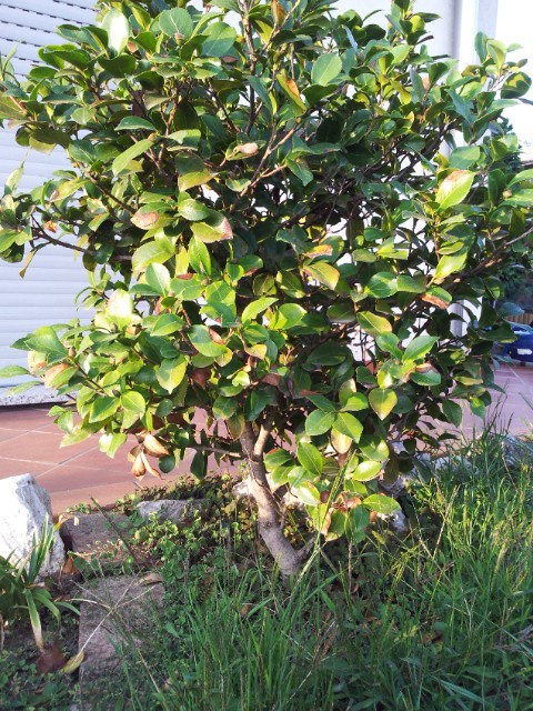 Camelia bonsai? Cameli12