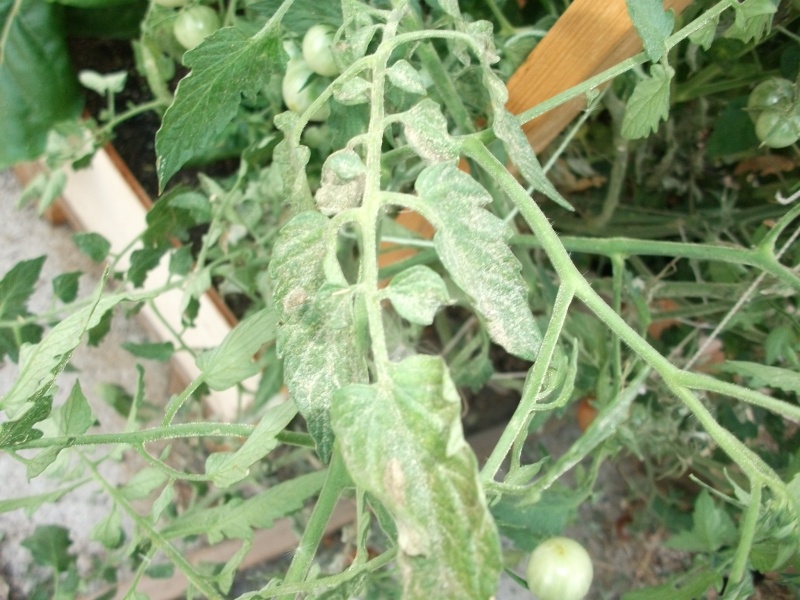 Help me identify my tomato disease? Dscf2711