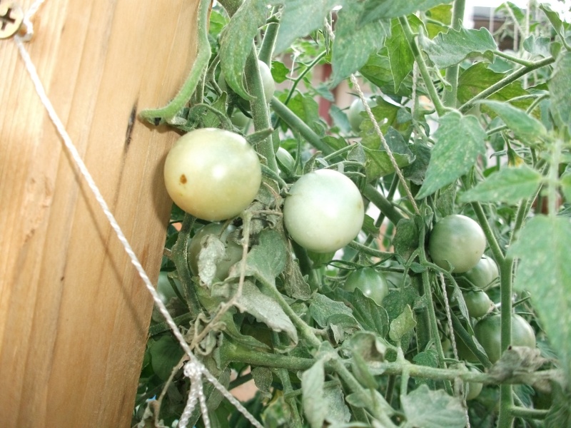 Help me identify my tomato disease? Dscf2713