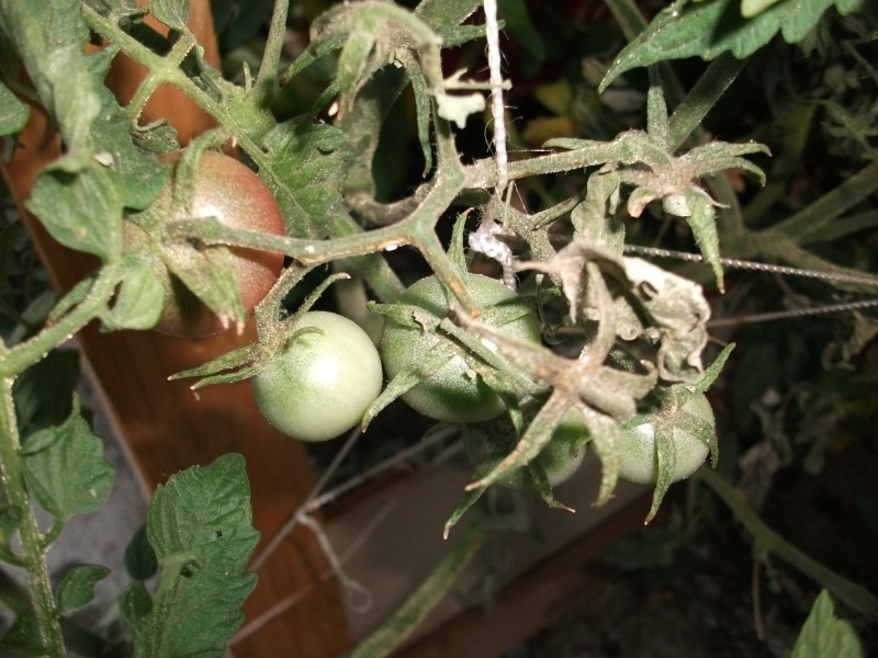 Help me identify my tomato disease? Dscf2716
