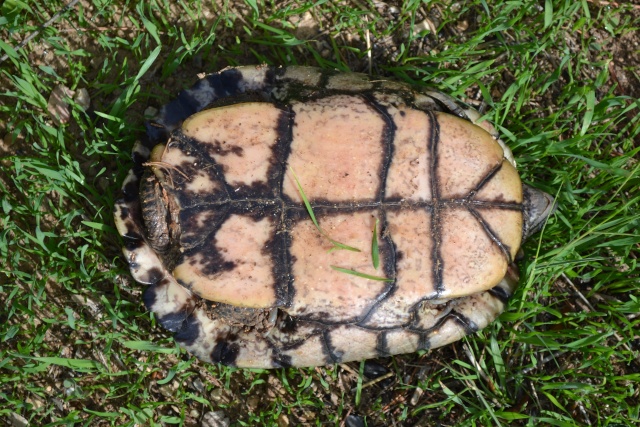 identification tortue trouvée Dsc_0022