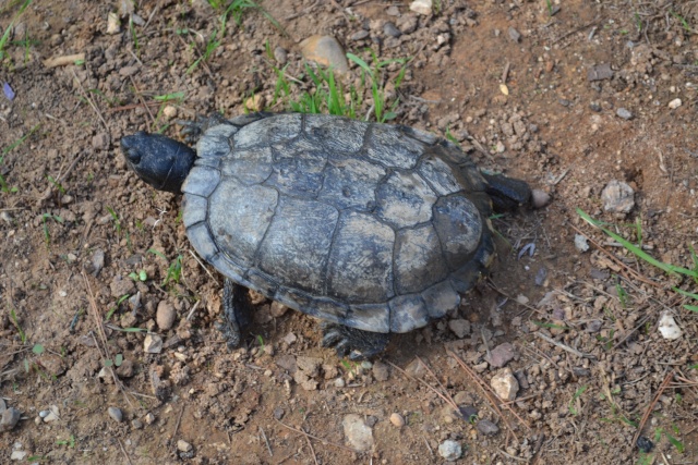identification tortue trouvée Dsc_0024