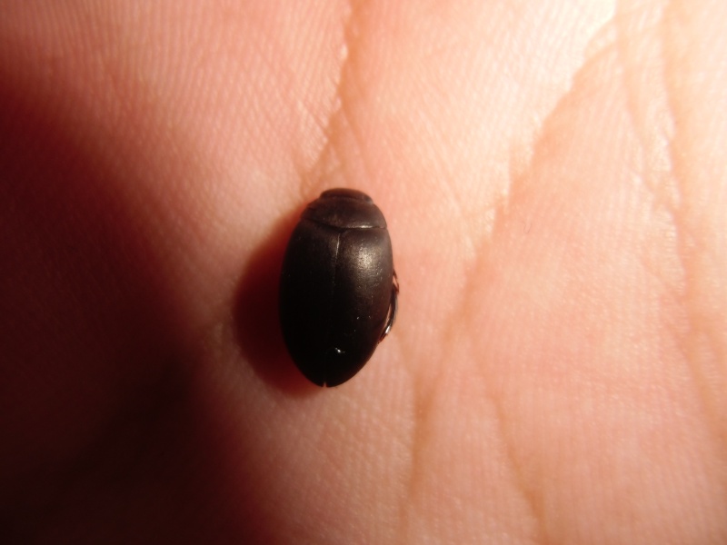 un petit scarabée aquatique Cimg0937