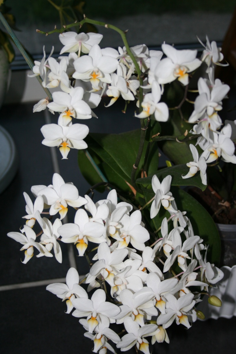 Phalaenopsis blanc multiflora ! Img_6732