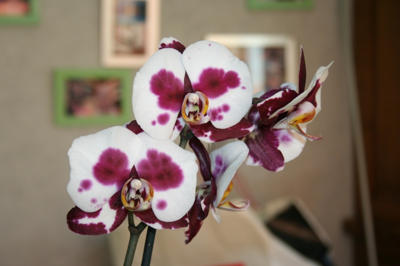 phal elegant godess Img_6830