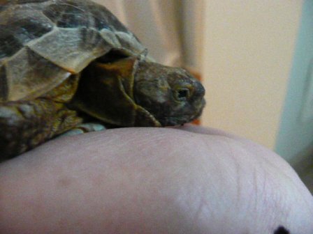 infos sur mes 2 tortues? P1060215