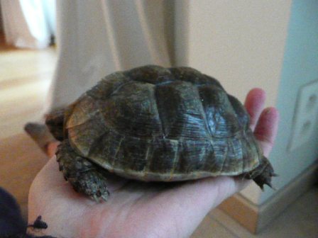 infos sur mes 2 tortues? P1060315