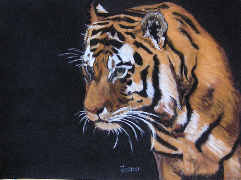 Le tigre du Bengal Tigre_10