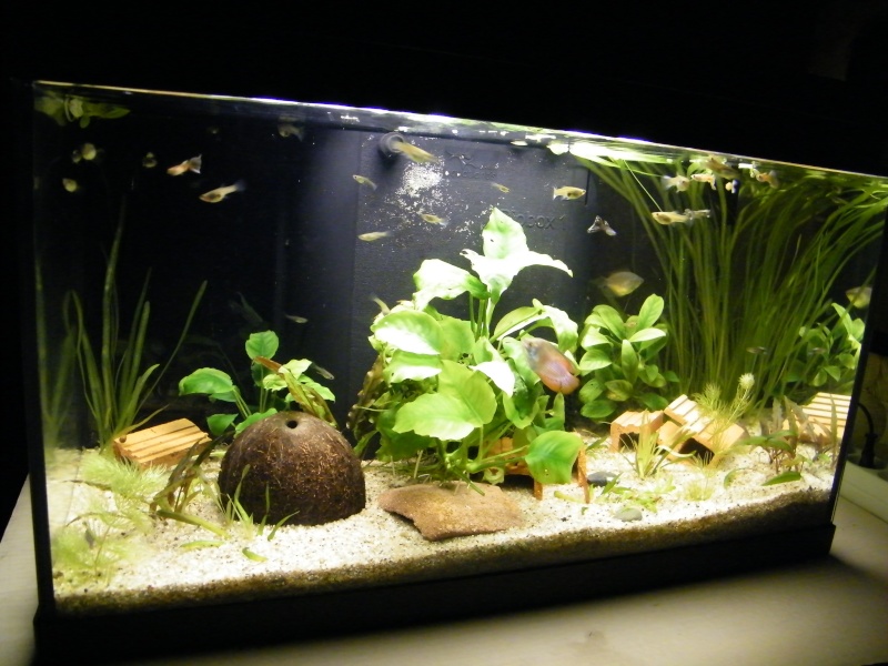 Mon aquarium de 60 litres :) ! Dscf1813