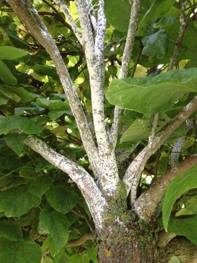 Moississure blanchâtre sur mon Catalpa Boule Catalp14