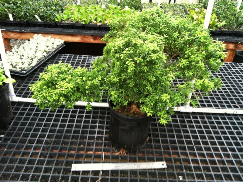 What would you do with 2000 kingsville  boxwood? 06610