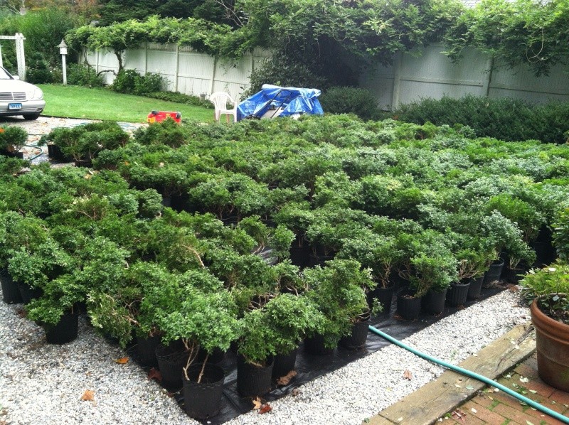 What would you do with 2000 kingsville  boxwood? 08811