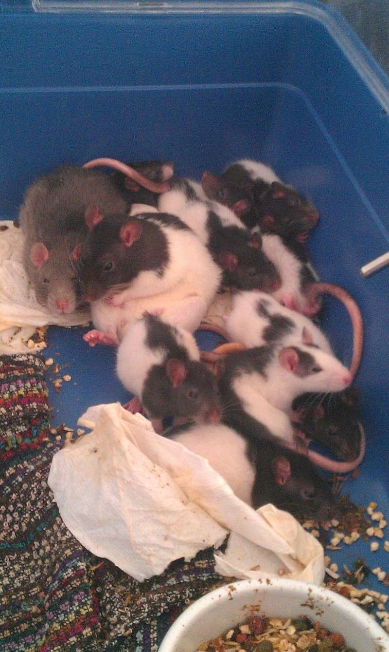 8 Ratounettes Femelles à réserver sur Lille (59) Imag0211