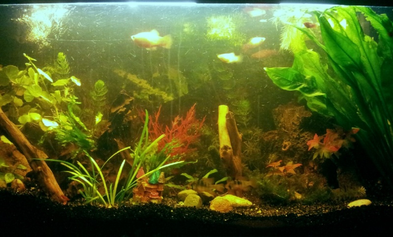 mon nouvel aquarium 100l... 13503615