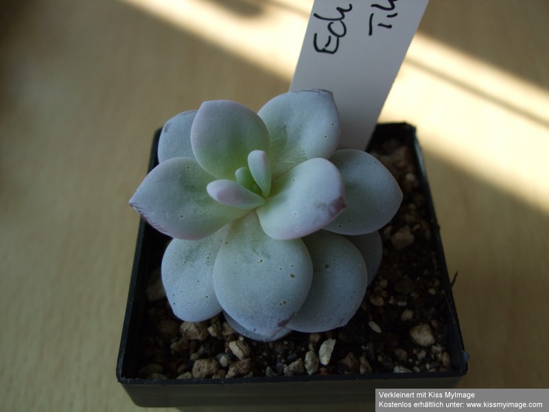 Echeveria Echive11