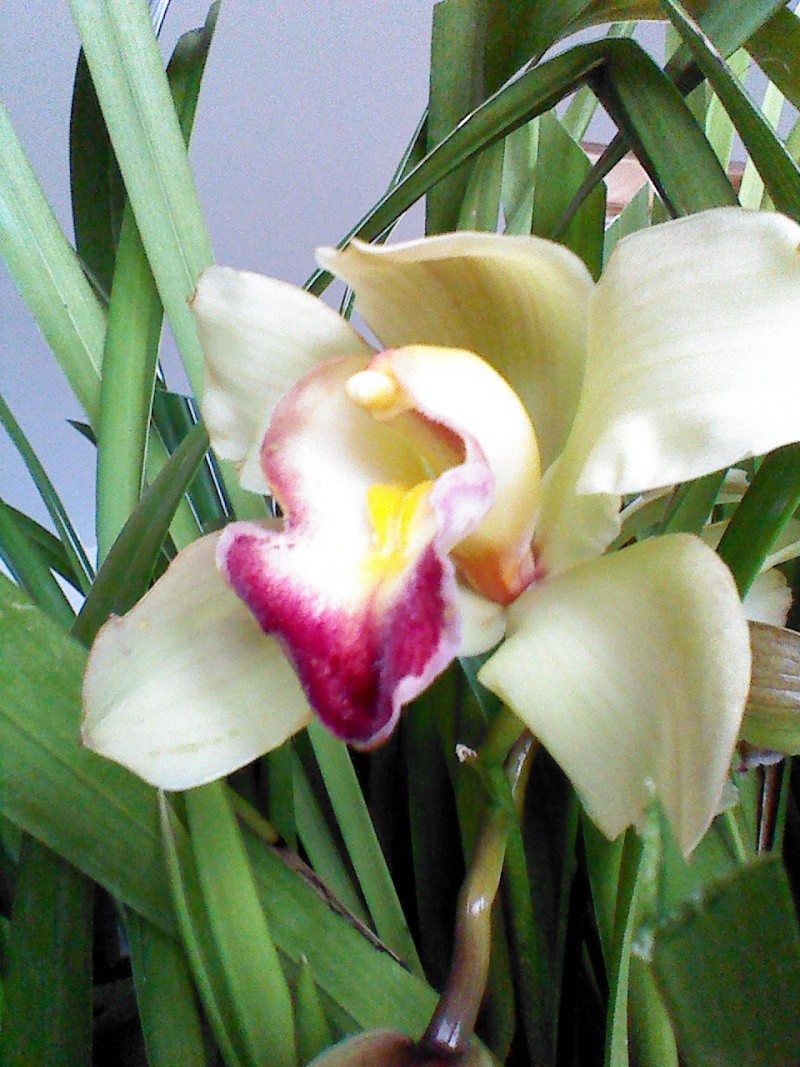 mon cymbidium - Page 2 Img_2013