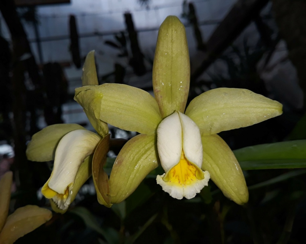 Cattleya forbesii.... et quelques unes de ses variarions ! 12586010