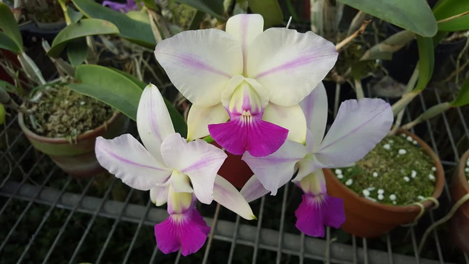 Cattleya walkeriana ......les plantes du futur ! 12602710