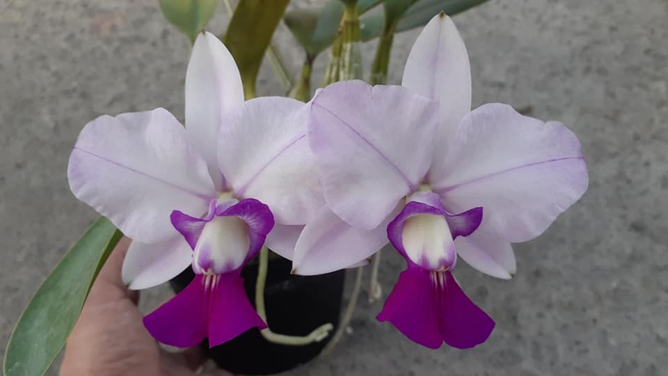 Cattleya walkeriana ......les plantes du futur ! 12604210