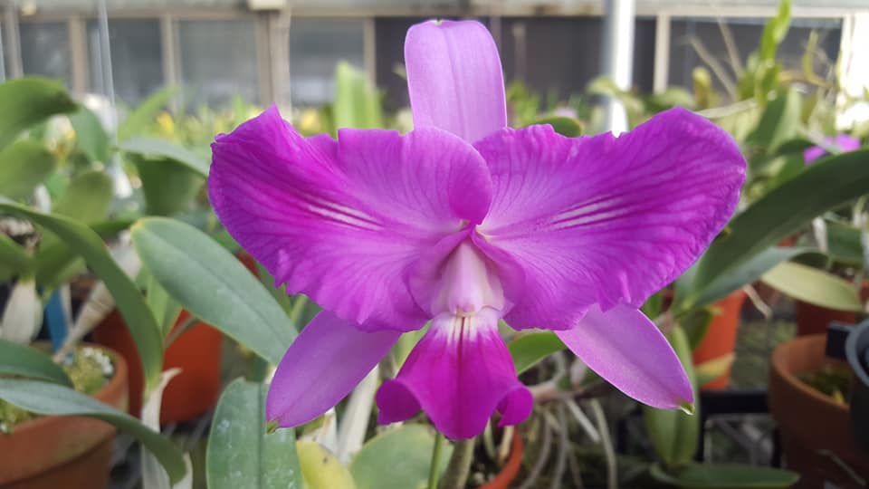 Cattleya walkeriana ......les plantes du futur ! 12609810