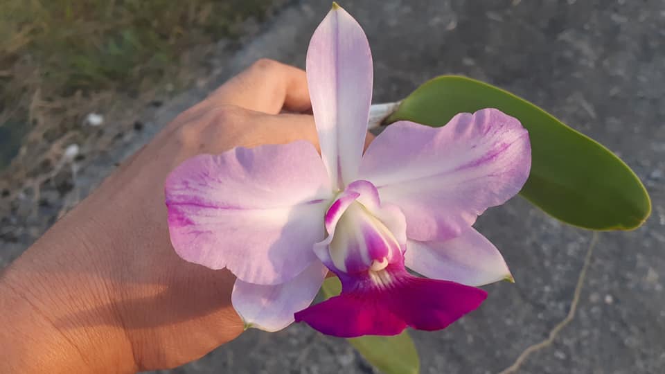 Cattleya walkeriana ......les plantes du futur ! 12629010