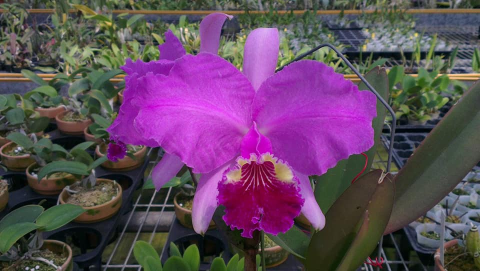  Cattleya lueddemanniana ...les plantes du futur !! 12780011