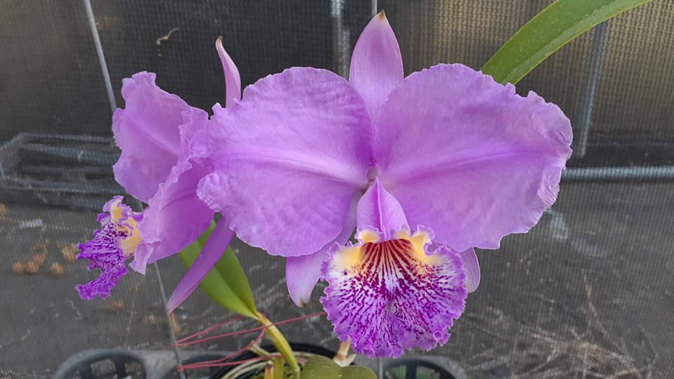  Cattleya lueddemanniana ...les plantes du futur !! 12838111