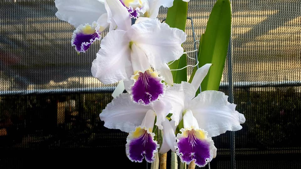  Cattleya lueddemanniana ...les plantes du futur !! 12868410