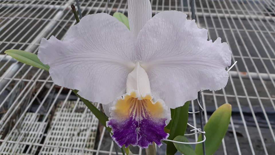  Cattleya lueddemanniana ...les plantes du futur !! 12921610