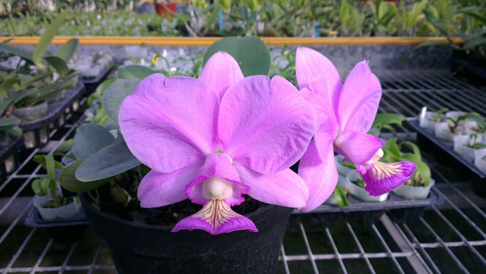 Cattleya nobilior .....les plantes du futur ! 13121710