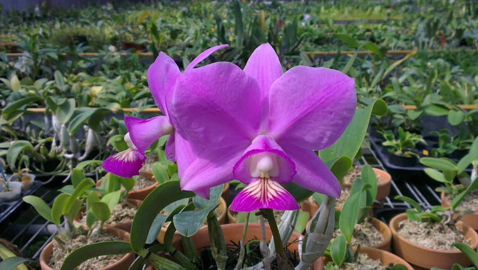 Cattleya nobilior .....les plantes du futur ! 13123810