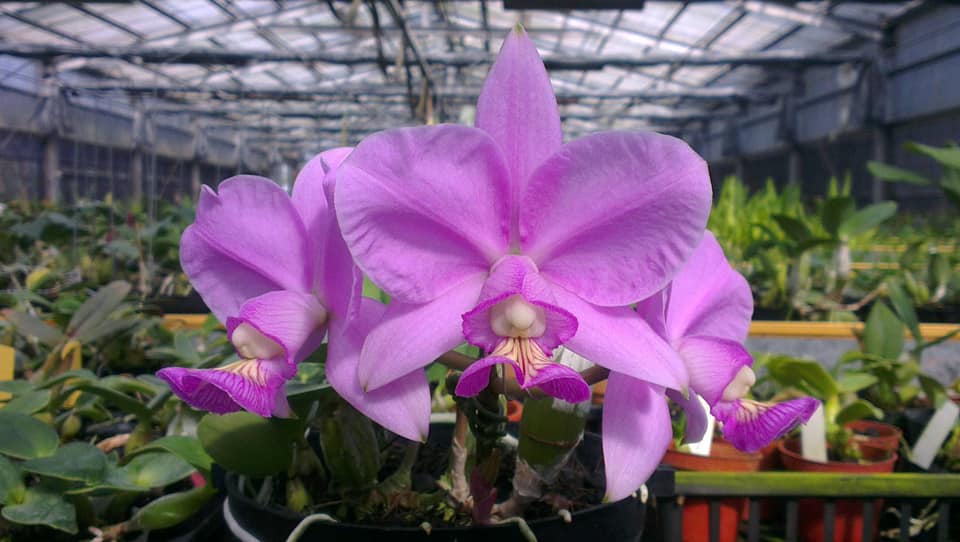 Cattleya nobilior .....les plantes du futur ! 13127010