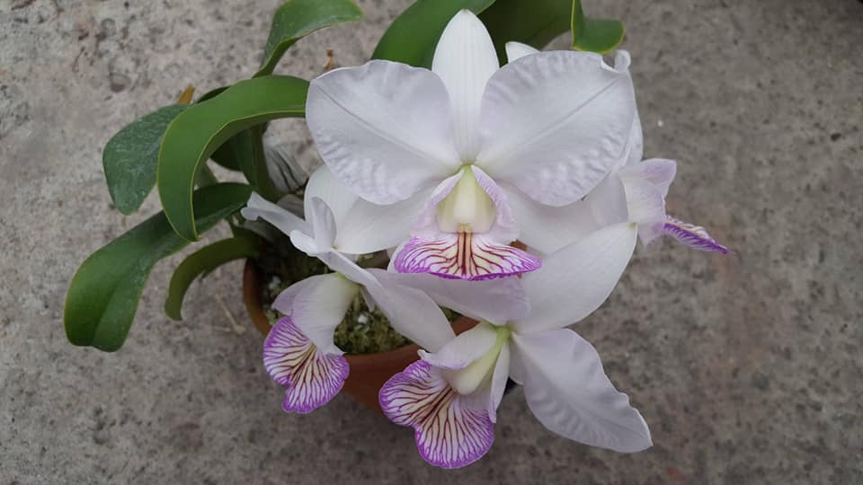 Cattleya nobilior .....les plantes du futur ! 13130110