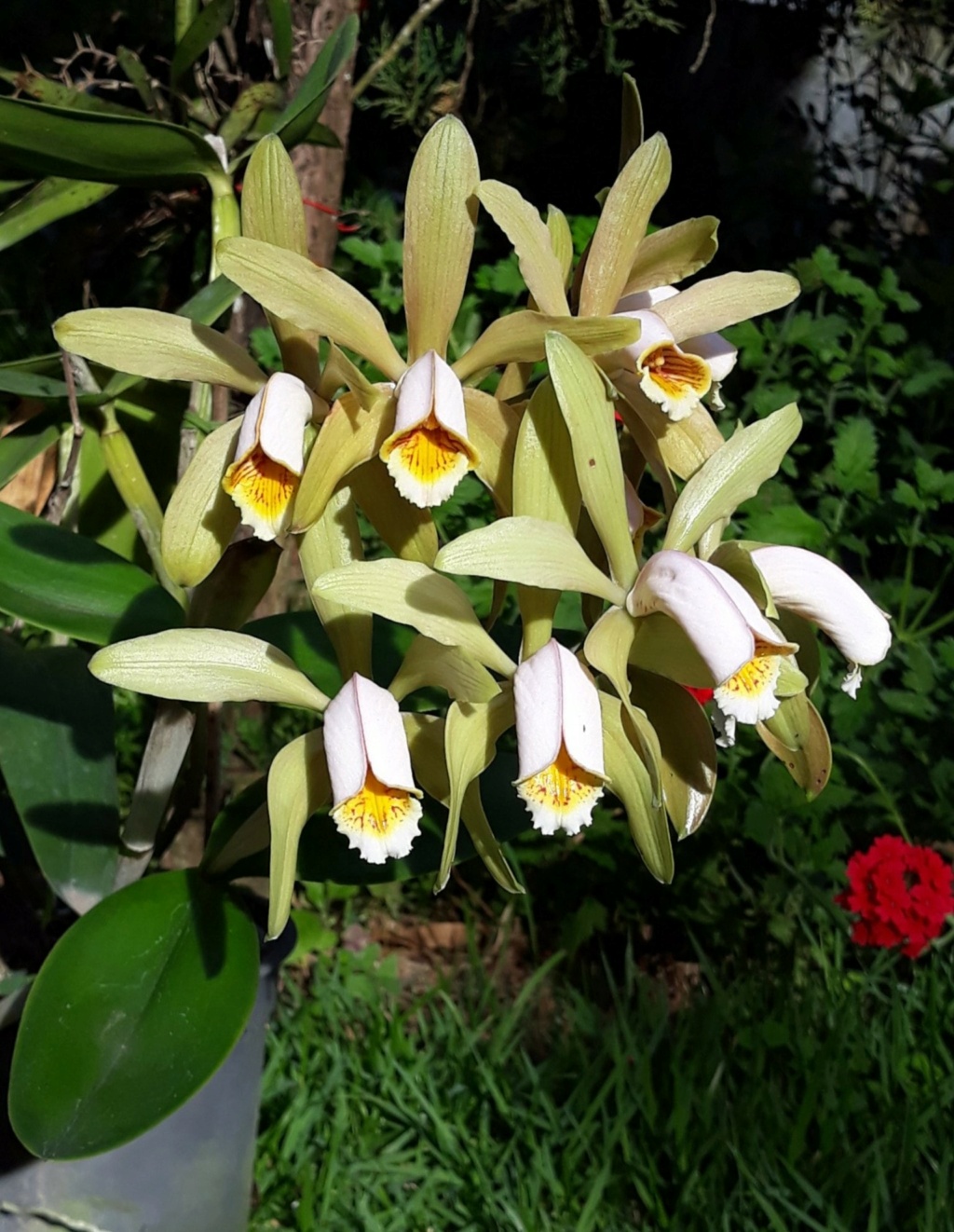 Cattleya forbesii.... et quelques unes de ses variarions ! 13138410