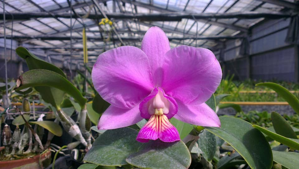 Cattleya nobilior .....les plantes du futur ! 13145310