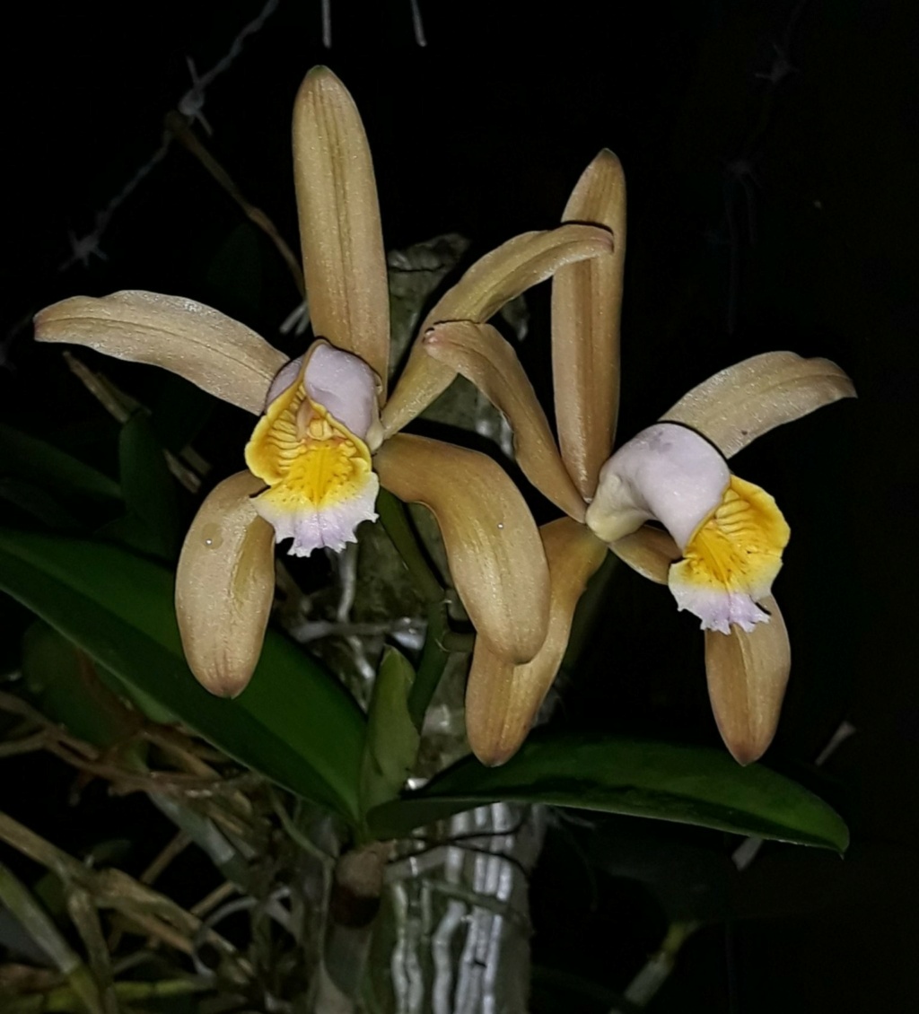 Cattleya forbesii.... et quelques unes de ses variarions ! 13666110