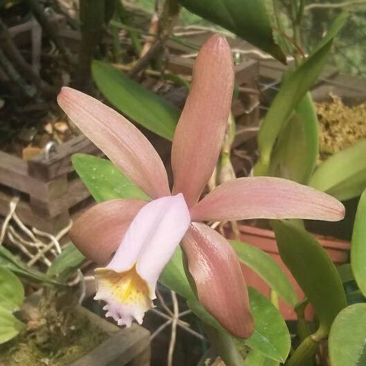 Cattleya forbesii.... et quelques unes de ses variarions ! 15873410