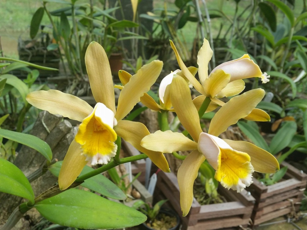 Cattleya forbesii.... et quelques unes de ses variarions ! 16178810