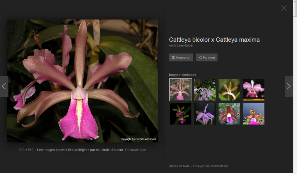 Cattleya Coloramax = Cattleya bicolor x Cattleya maxima ....ou pas ??? 1captu10