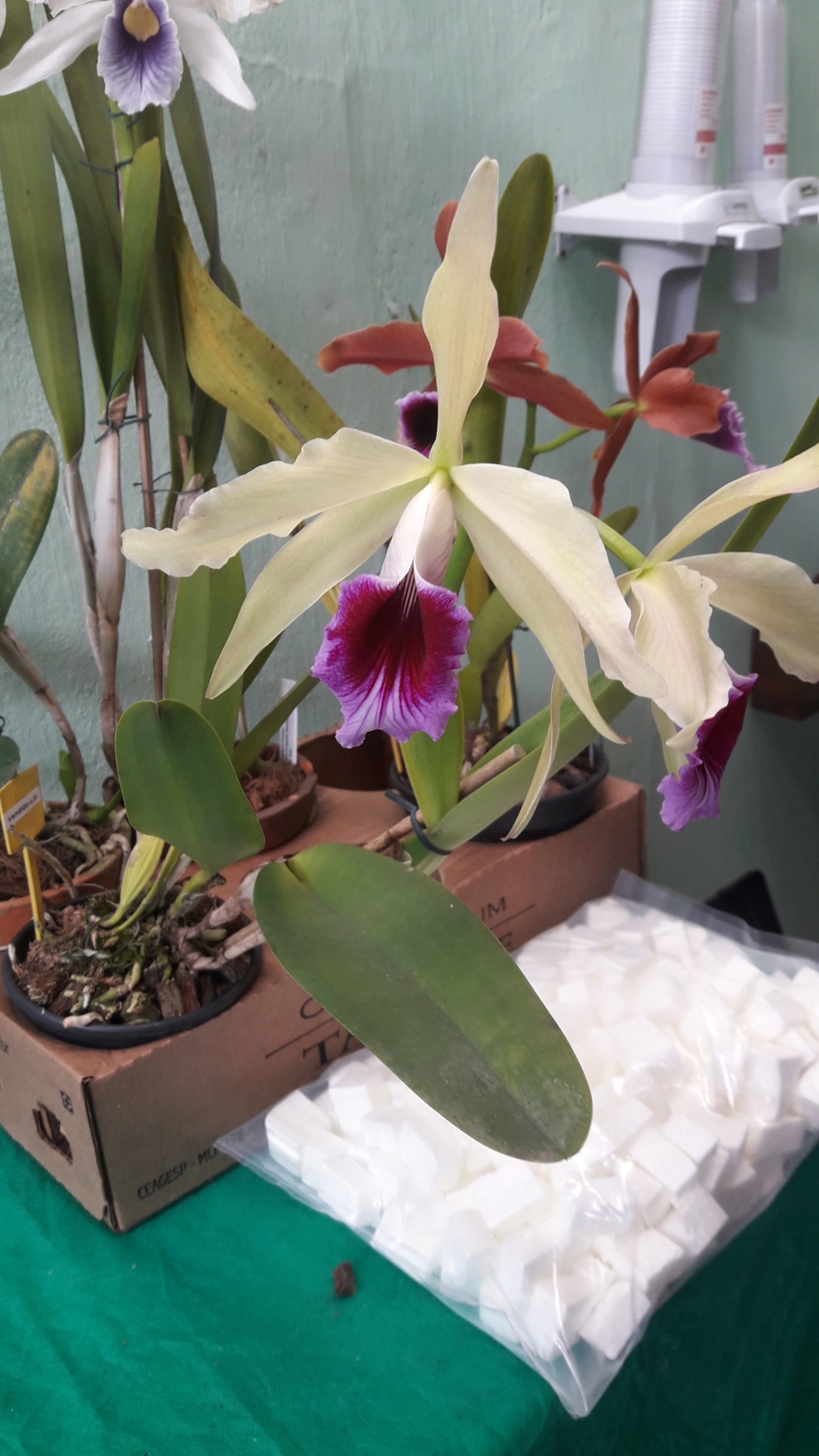 Photos d'orchidées inédites   - Page 9 20191210