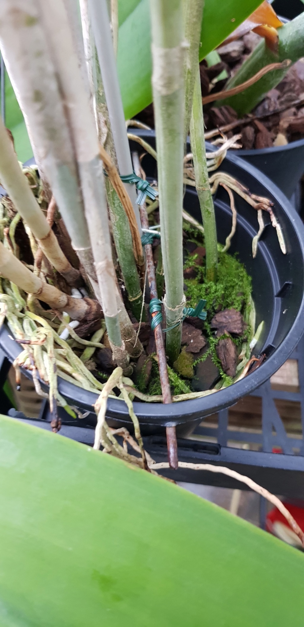 Cattleya harpophylla  20200110