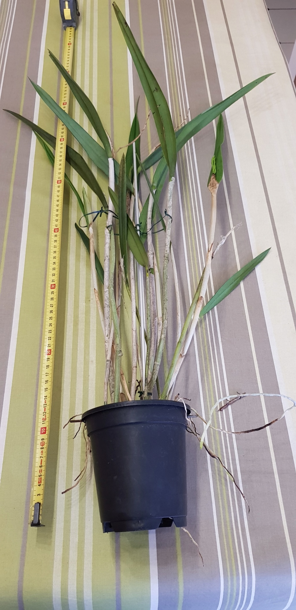 Cattleya harpophylla  20200111