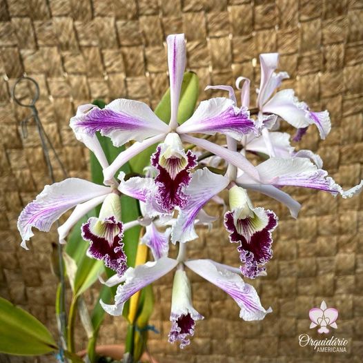 Photos d'orchidées inédites   - Page 10 27409710