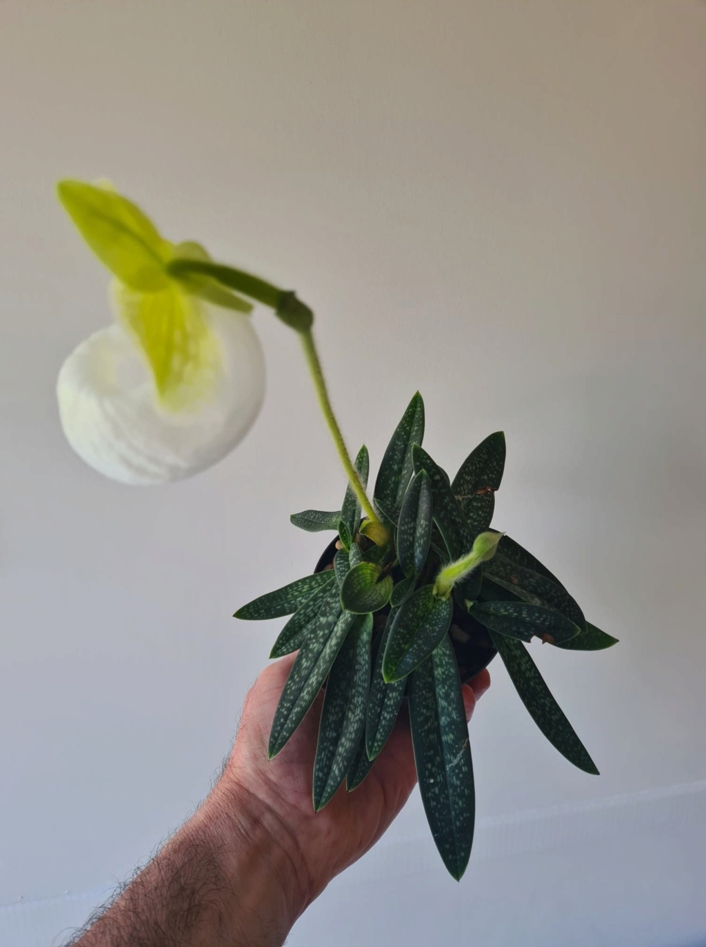 Paphiopedilum micranthum f. album  27503710