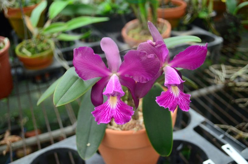Photos d'orchidées inédites   - Page 10 27775211