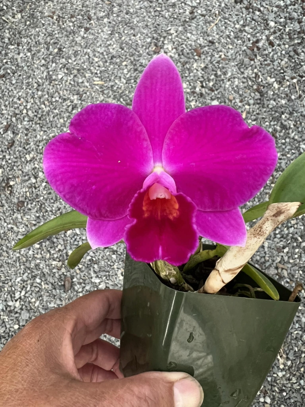 Photos d'orchidées inédites   - Page 11 31885010