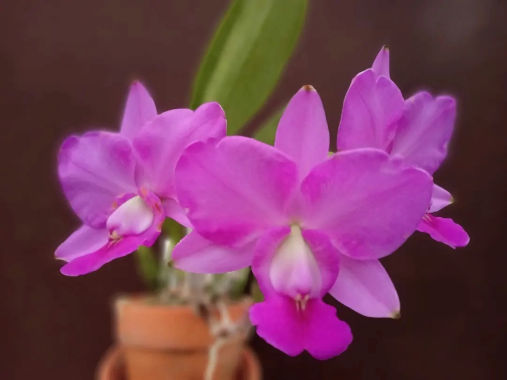 Photos d'orchidées inédites   - Page 11 32449810