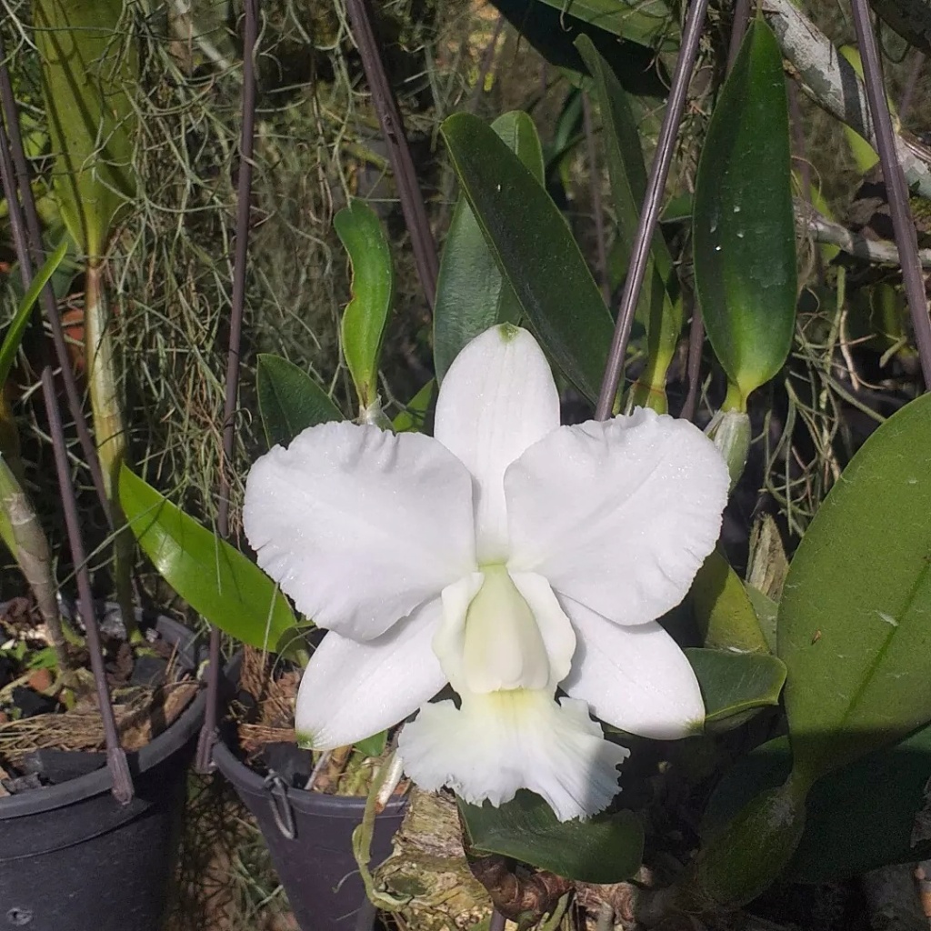 Photos d'orchidées inédites   - Page 11 32728610