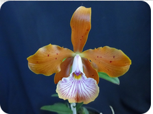 Photos d'orchidées inédites   - Page 9 411